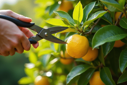 Personne taillant un arbre à citron dans un jardin ensoleille